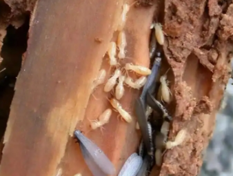 河东白蚁防治公司分享商铺门店白蚁防控：守护经营环境，避免营业损失